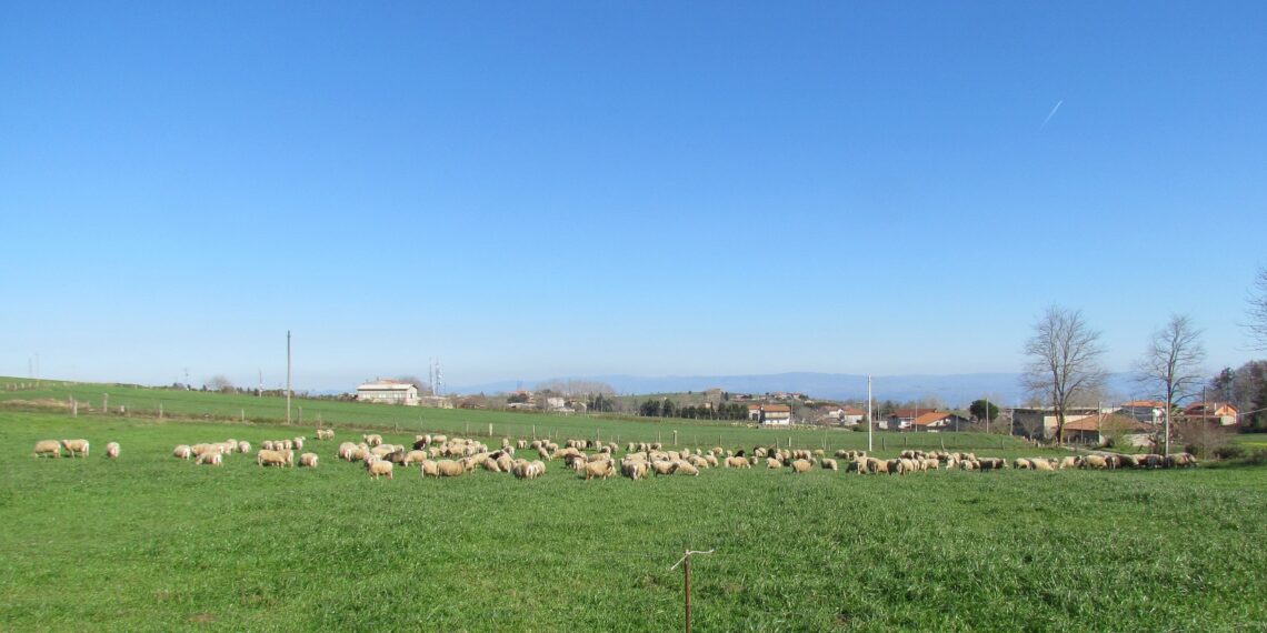 Il Consorzio Pecorino Monte Poro DOP si presenta alla comunità 1 Il Consorzio Pecorino Monte Poro DOP si presenta alla comunità