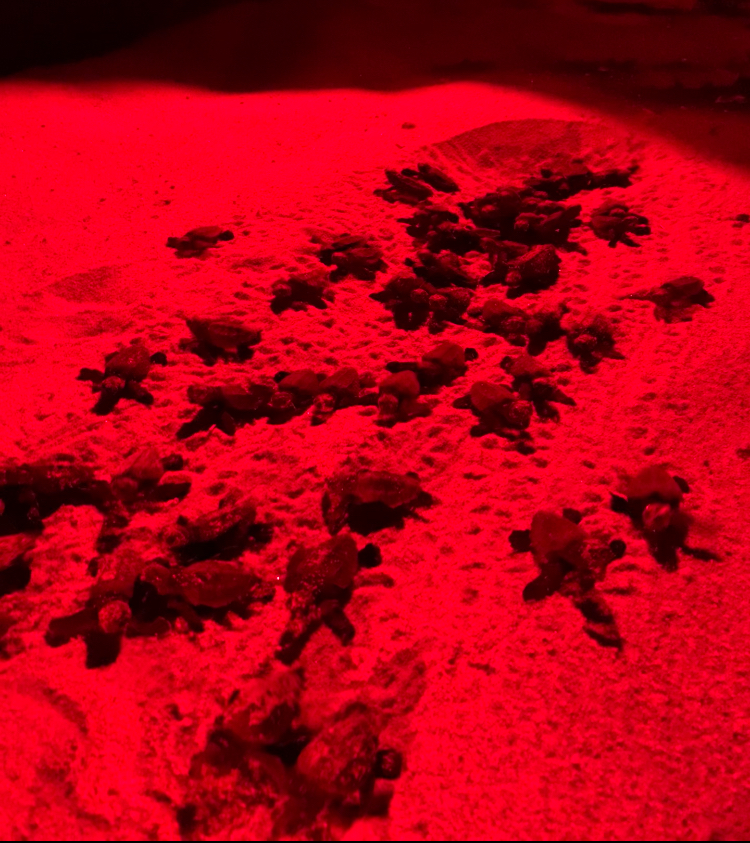 “Sea Turtle Friendly Beaches”, un seminario in programma alla Greenstation di Santa Domenica 4 IMG 8353