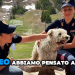 Online il nuovo spot della Polizia contro l’abbandono dei cani (VIDEO)