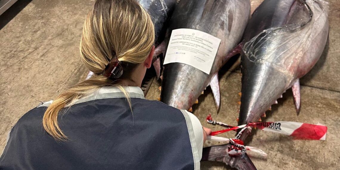 Pizzo, la Guardia Costiera sequestra tre esemplari di tonno rosso per un peso di circa 240 kg    