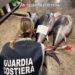 Pizzo, la Guardia Costiera sequestra tre esemplari di tonno rosso per un peso di circa 240 kg 10 Pizzo, la Guardia Costiera sequestra tre esemplari di tonno rosso per un peso di circa 240 kg