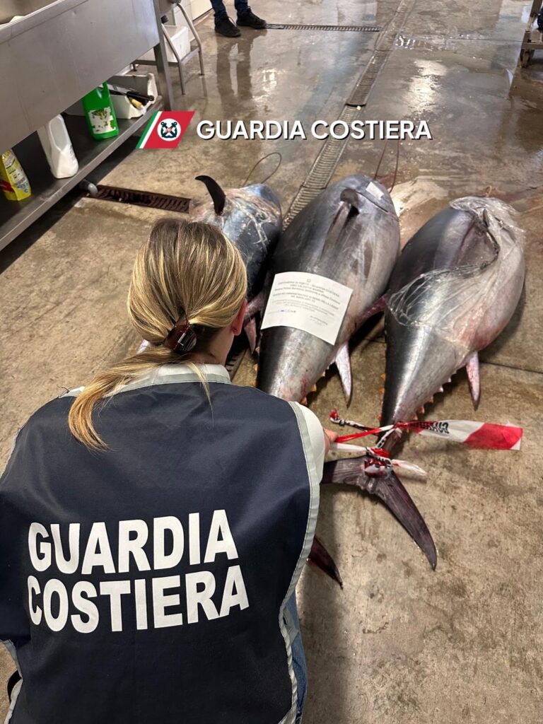 Pizzo, la Guardia Costiera sequestra tre esemplari di tonno rosso per un peso di circa 240 kg 3 WhatsApp Image 2025 06 05 at 15.58.48