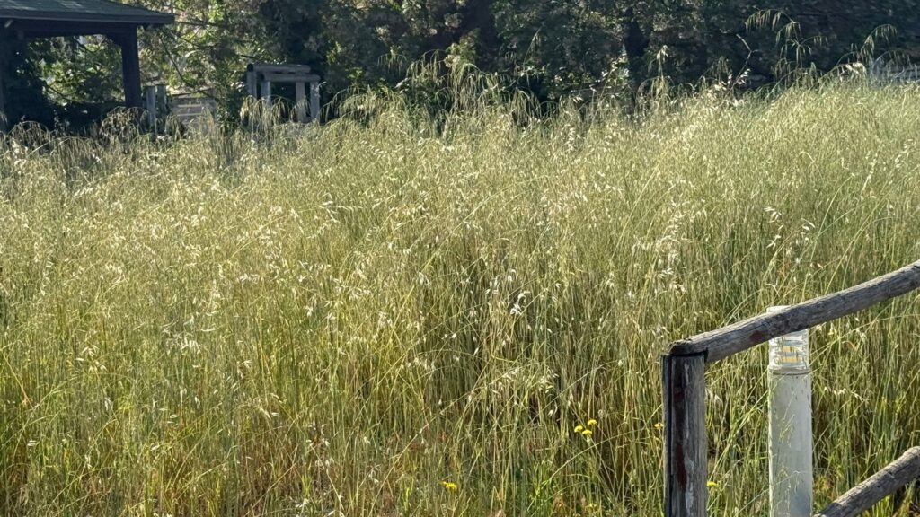 Parco Urbano di Moderata Durant, il protocollo firmato col Parco delle Serre non sia un alibi: serve programmazione 4 WhatsApp Image 2025 06 07 at 08.33.44 2