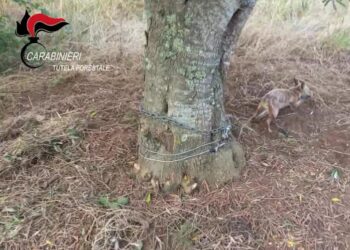 I Carabinieri Forestali salvano una volpe rimasta impigliata in una trappola (VIDEO)
