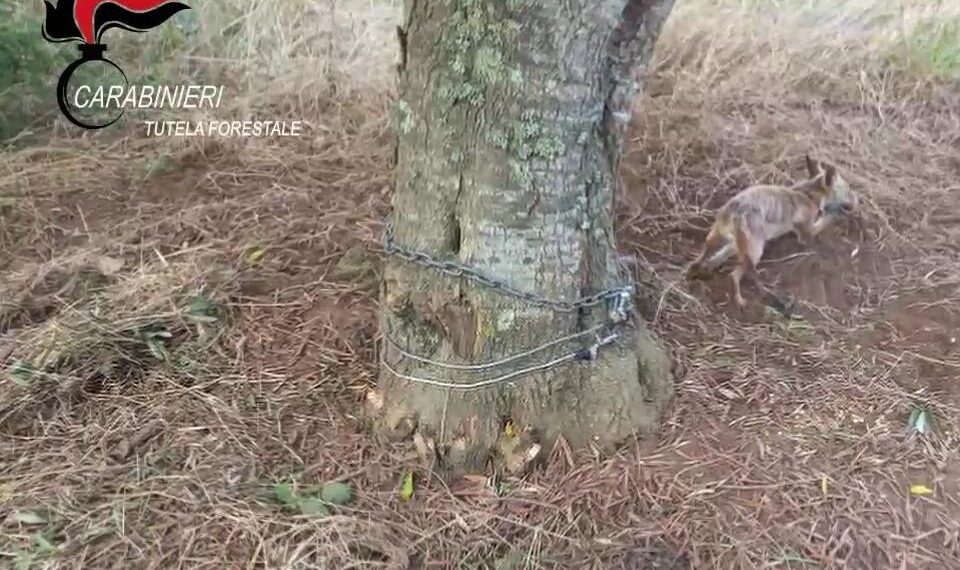 I Carabinieri Forestali salvano una volpe rimasta impigliata in una trappola (VIDEO)