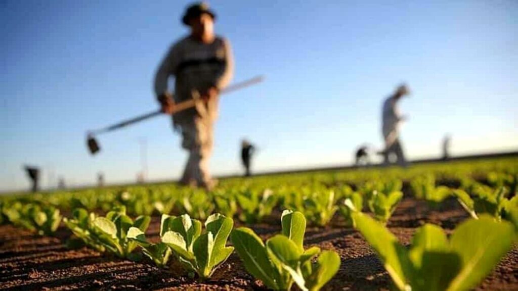 agricoltura lavoratori agricoli