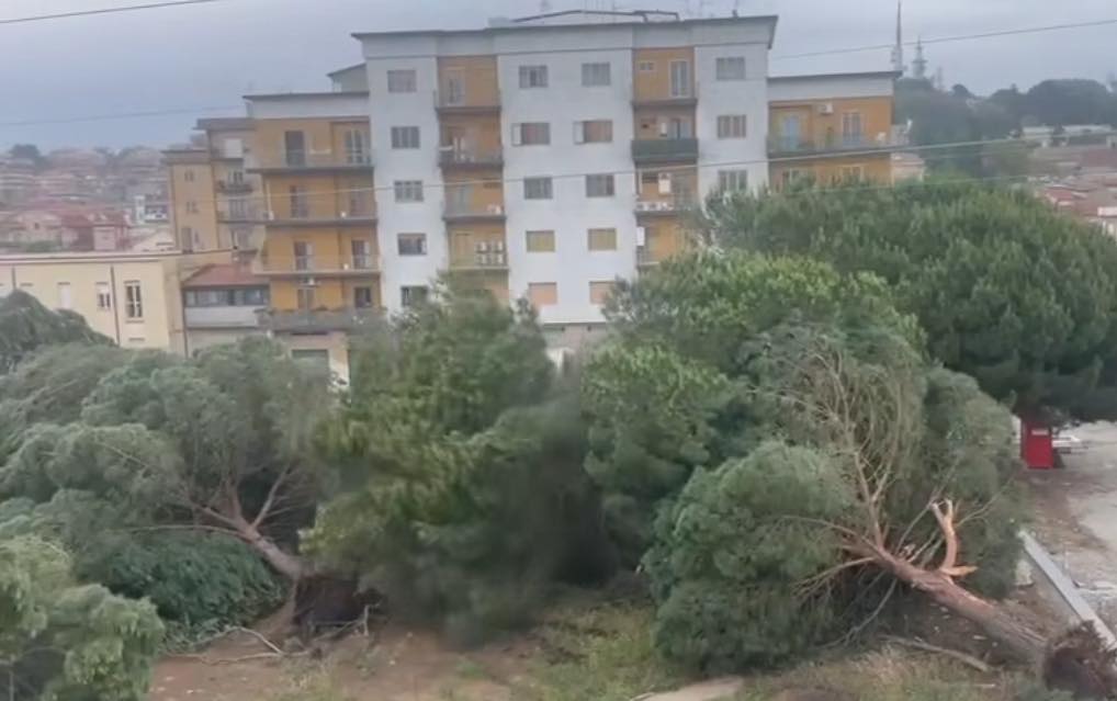 Emergenza caldo: Coldiretti Calabria, più verde urbano per ridurre le temperature e migliorare la vita nelle città 4 alberi abbattuti