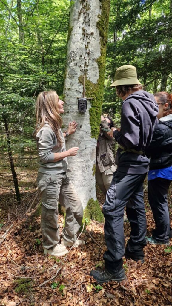 Parco delle Serre, al via il monitoraggio del gatto selvatico 3 albero parco delle serre 1