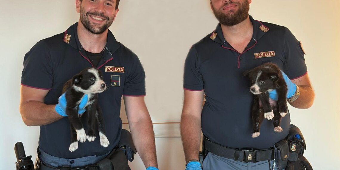 Due uomini sono stati denunciati per traffico illecito di animali