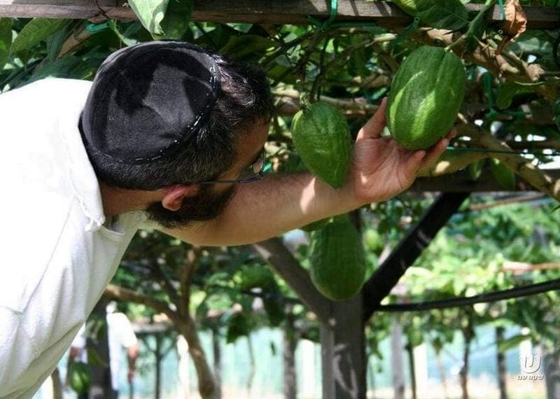 La mozione proposta da Lo Schiavo tradisce la storia millenaria della Calabria e il suo legame con il popolo ebraico 1 La mozione proposta da Lo Schiavo tradisce la storia millenaria della Calabria e il suo legame con il popolo ebraico