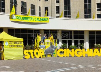 Coldiretti Calabria, cinghiali: bene la graduatoria per la difesa delle colture