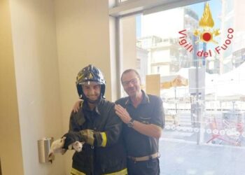 I Vigili del Fuoco salvano un gattino incastrato in un bancomat