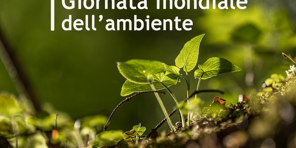 Giornata Internazionale dell'Ambiente, come viverla in Calabria tra progressi e criticità persistenti 1 Giornata Internazionale dell’Ambiente, come viverla in Calabria tra progressi e criticità persistenti
