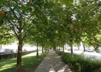 Emergenza caldo: Coldiretti Calabria, più verde urbano per ridurre le temperature e migliorare la vita nelle città