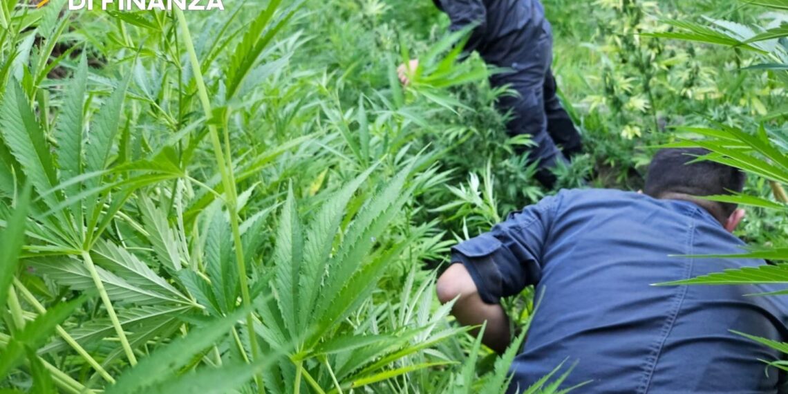 Maxi sequestro di piante di marijuana a Vibo Valentia (VIDEO)