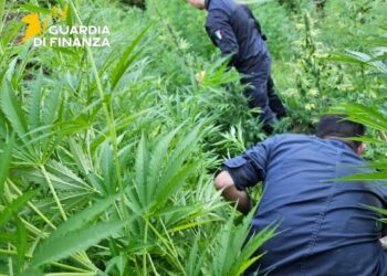 Maxi sequestro di piante di marijuana a Vibo Valentia (VIDEO)