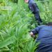 Maxi sequestro di piante di marijuana a Vibo Valentia (VIDEO)