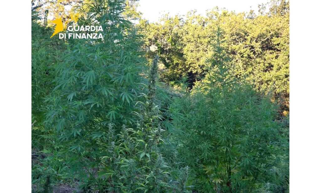 Maxi sequestro di piante di marijuana a Vibo Valentia (VIDEO) 3 08072025 022844 7.7 4