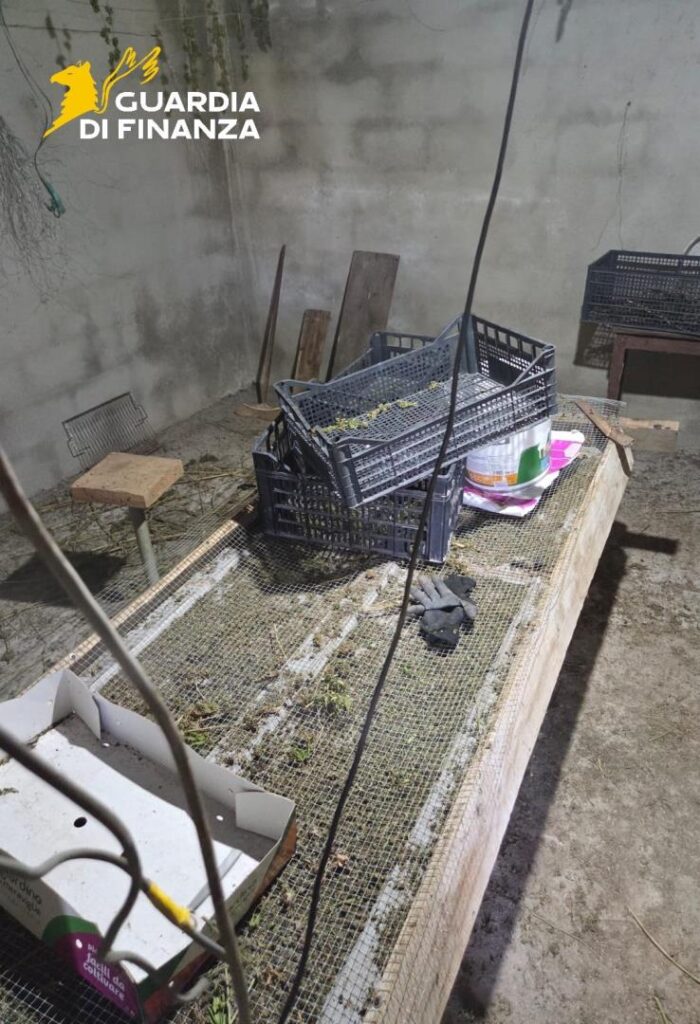 Maxi sequestro di piante di marijuana a Vibo Valentia (VIDEO) 4 08072025 023010 7.7 5