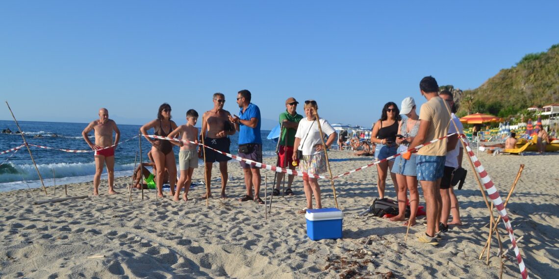 A Parghelia, trovato dal Circolo Legambiente Ricadi il secondo nido di tartarughe marine della stagione