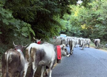 Si rinnova il rito della transumanza in Sila della mandria dei Mancuso ed è come rivedere le scene di un film