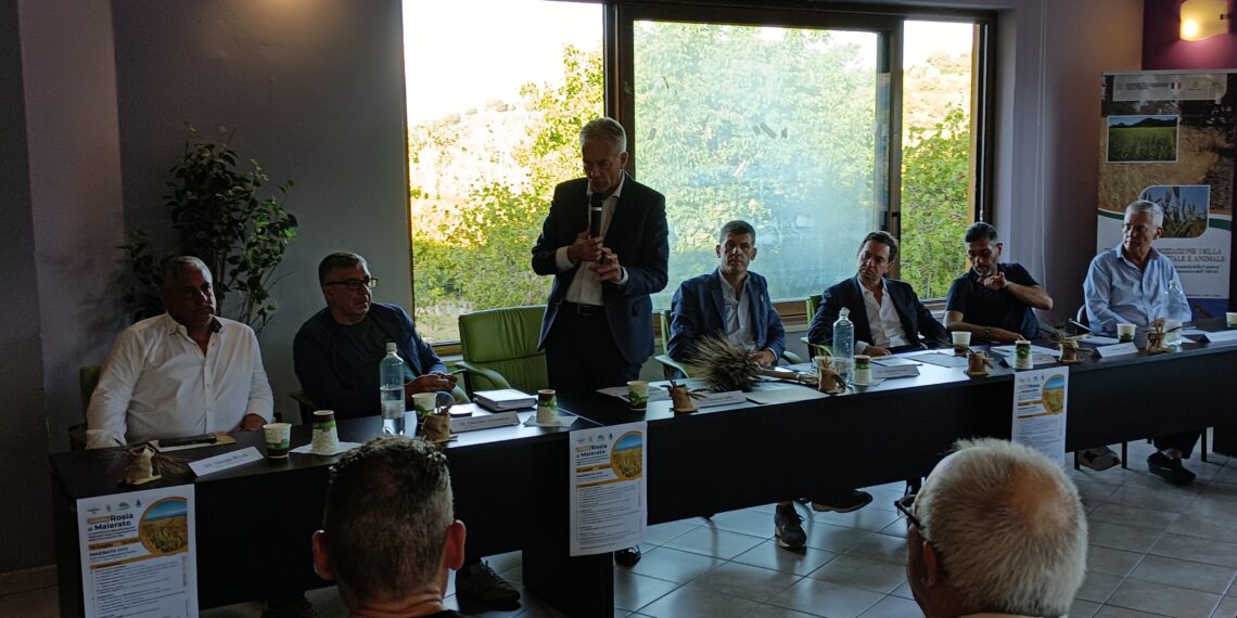 Il Grano Rosia di Maierato, prodotto identitario della biodiversità calabrese (VIDEO) 1 Il Grano Rosia di Maierato, prodotto identitario della biodiversità calabrese (VIDEO)