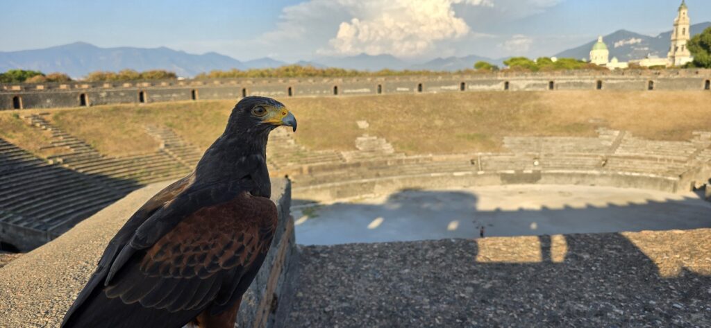 Riaprono le porte del Parco Archeologico di Mileto, il primo parco medievale della Calabria scrigno dei tesori normanni 6 WhatsApp Image 2025 07 20 at 13.16.22