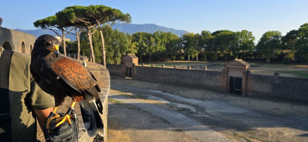 Riaprono le porte del Parco Archeologico di Mileto, il primo parco medievale della Calabria scrigno dei tesori normanni 5 WhatsApp Image 2025 07 20 at 13.16.34