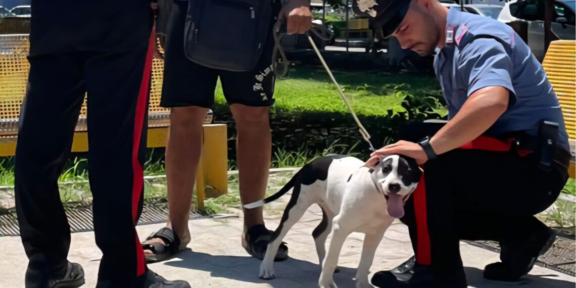 Ruba il cane ad un ragazzo: arrestato