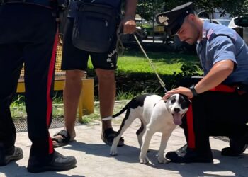 Ruba il cane ad un ragazzo: arrestato