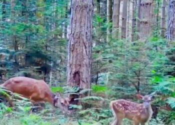 Un’emozione tra le fronde del Parco delle Serre: il Cervo Italico qui ha trovato la sua casa ideale (VIDEO)