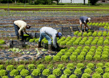 Nuovo decreto flussi, per Coldiretti Calabria è un passo decisivo per l’agricoltura e la legalità