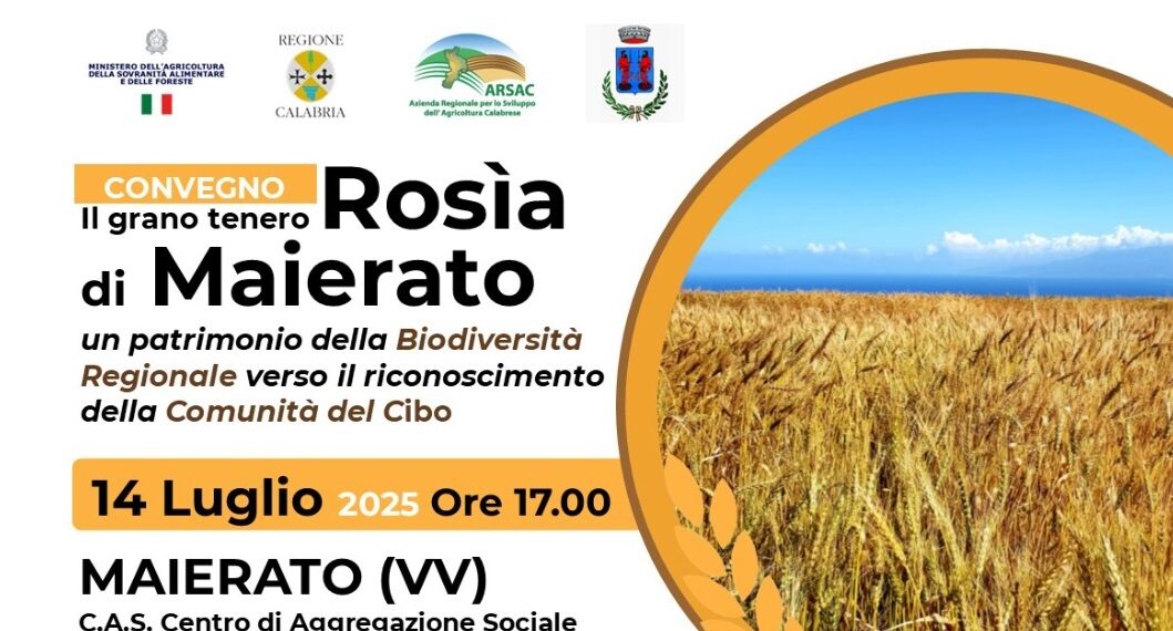 Maierato punta alla valorizzazione della Rosìa, grano antico dall'importante valore nutraceutico 1 Maierato punta alla valorizzazione della Rosìa, grano antico dall’importante valore nutraceutico