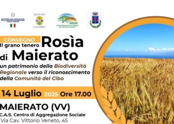 Maierato punta alla valorizzazione della Rosìa, grano antico dall’importante valore nutraceutico