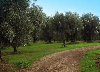 Un altro incendio ai danni della Cooperativa Valle del Marro Libera Terra