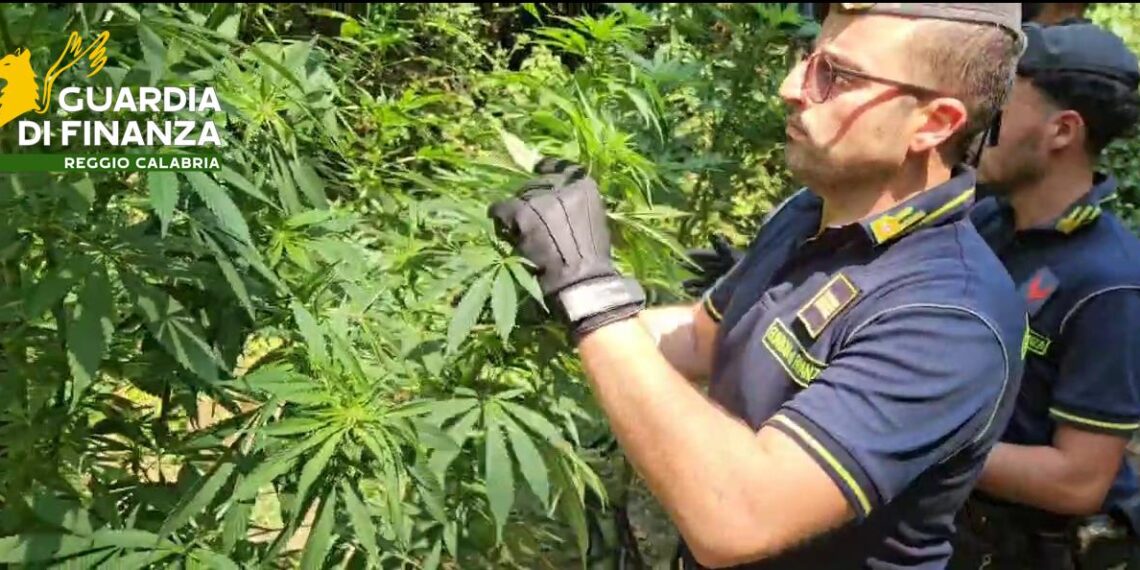 Scoperta una piantagione di cannabis a Sant’Eufemia d’Aspromonte