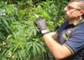 Scoperta una piantagione di cannabis a Sant’Eufemia d’Aspromonte