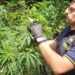 Scoperta una piantagione di cannabis a Sant’Eufemia d’Aspromonte 8 Scoperta una piantagione di cannabis a Sant’Eufemia d’Aspromonte