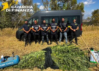 I Baschi Verdi del Gruppo di Crotone hanno individuato e sottoposto a sequestro una folta piantagione di cannabis