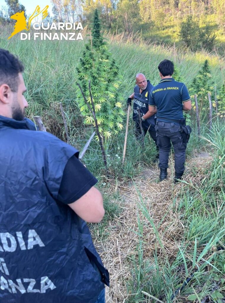 I Baschi Verdi del Gruppo di Crotone hanno individuato e sottoposto a sequestro una folta piantagione di cannabis 3 26082025 035921 Foto 2