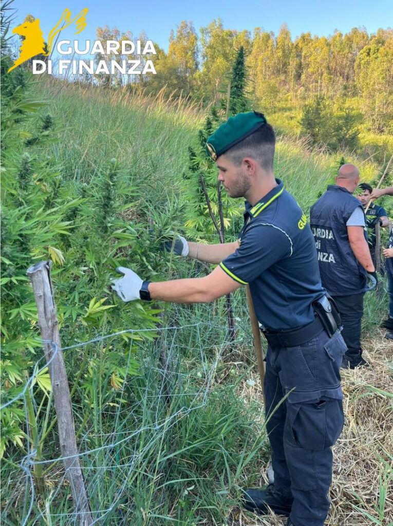I Baschi Verdi del Gruppo di Crotone hanno individuato e sottoposto a sequestro una folta piantagione di cannabis 4 26082025 035944 Foto 3