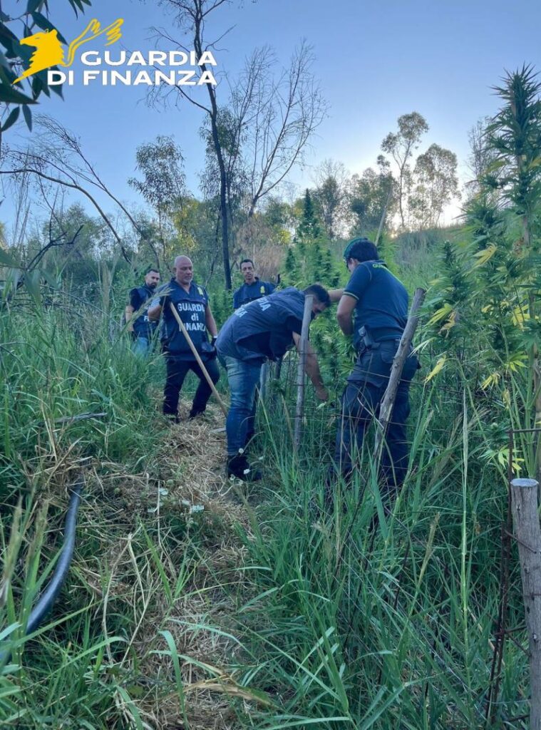 I Baschi Verdi del Gruppo di Crotone hanno individuato e sottoposto a sequestro una folta piantagione di cannabis 5 26082025 040005 Foto 4