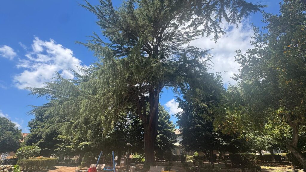 ...e adesso il Comune di Vibo Valentia si mobilita per tutelare gli "alberi monumentali"! 4 Alberi monumentali vibo valentia 1