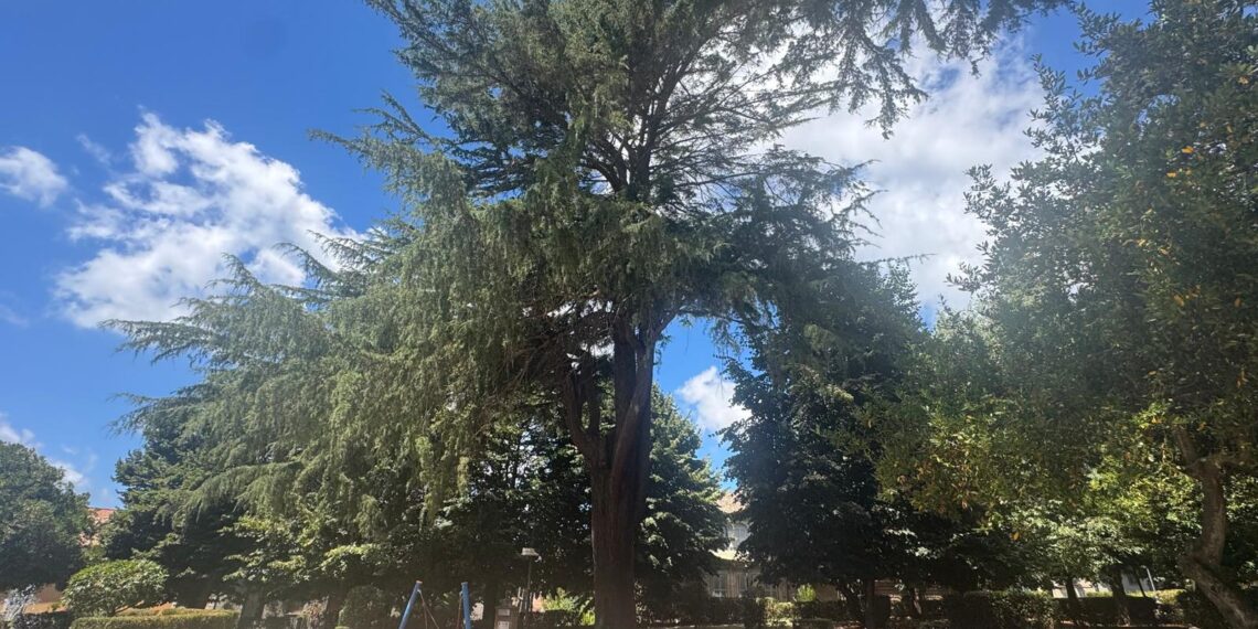 ...e adesso il Comune di Vibo Valentia si mobilita per tutelare gli "alberi monumentali"! 1 …e adesso il Comune di Vibo Valentia si mobilita per tutelare gli “alberi monumentali”!