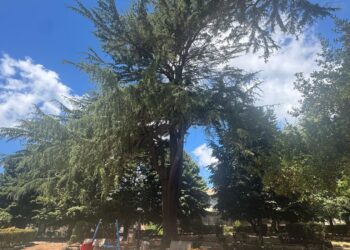…e adesso il Comune di Vibo Valentia si mobilita per tutelare gli “alberi monumentali”!