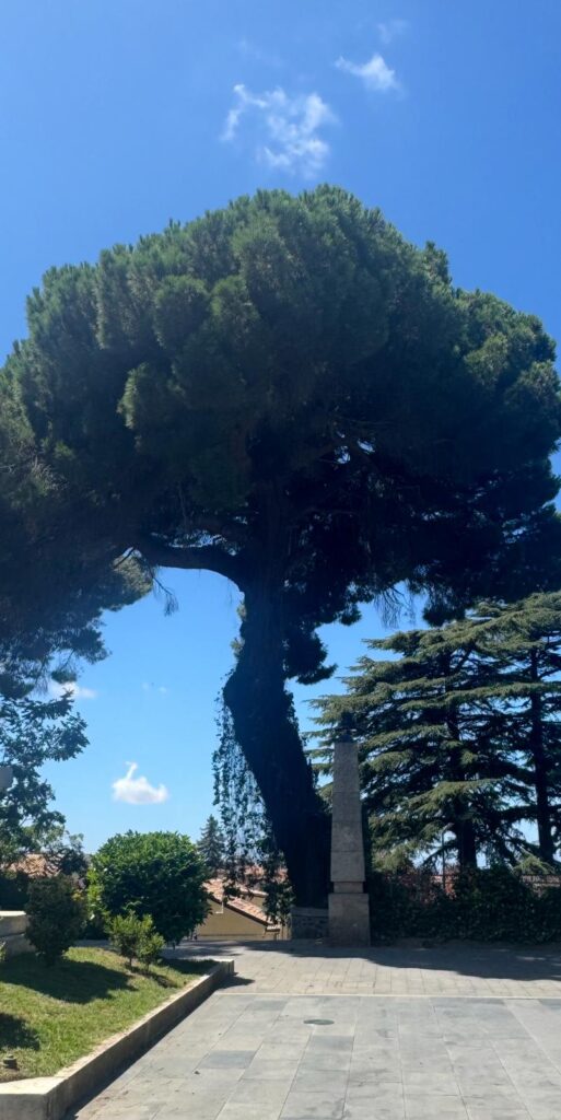 ...e adesso il Comune di Vibo Valentia si mobilita per tutelare gli "alberi monumentali"! 3 Alberi monumentali vibo valentia 2