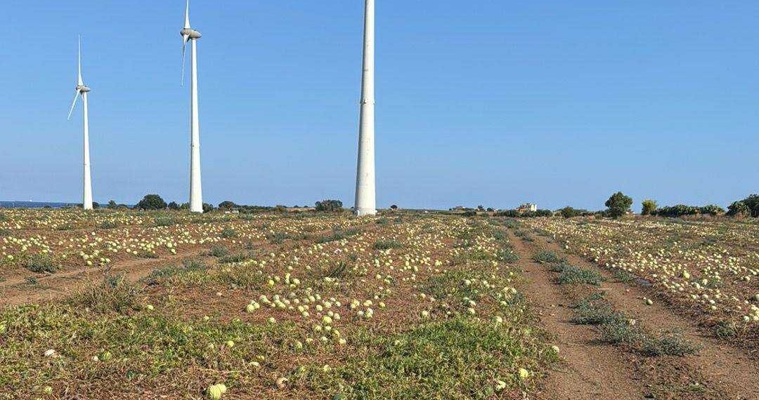 Sette/otto centesimi al kg il prezzo offerto, angurie nel Crotonese meglio distruggerle che raccoglierle (VIDEO)