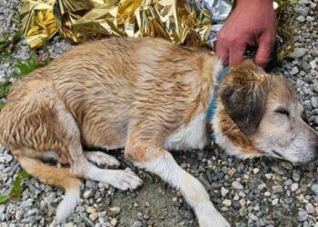 Maltrattamento animali, la Polizia di Stato ha proceduto al deferimento all’Autorità giudiziaria di un uomo