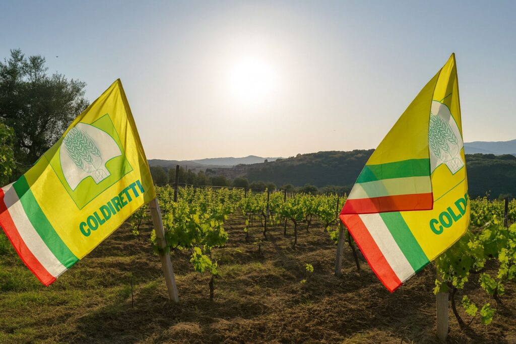 Il Vigneto Calabria brinda a una vendemmia promettente: tra +10 e +15 % di produzione e qualità in ascesa 3 Foto Vigneto
