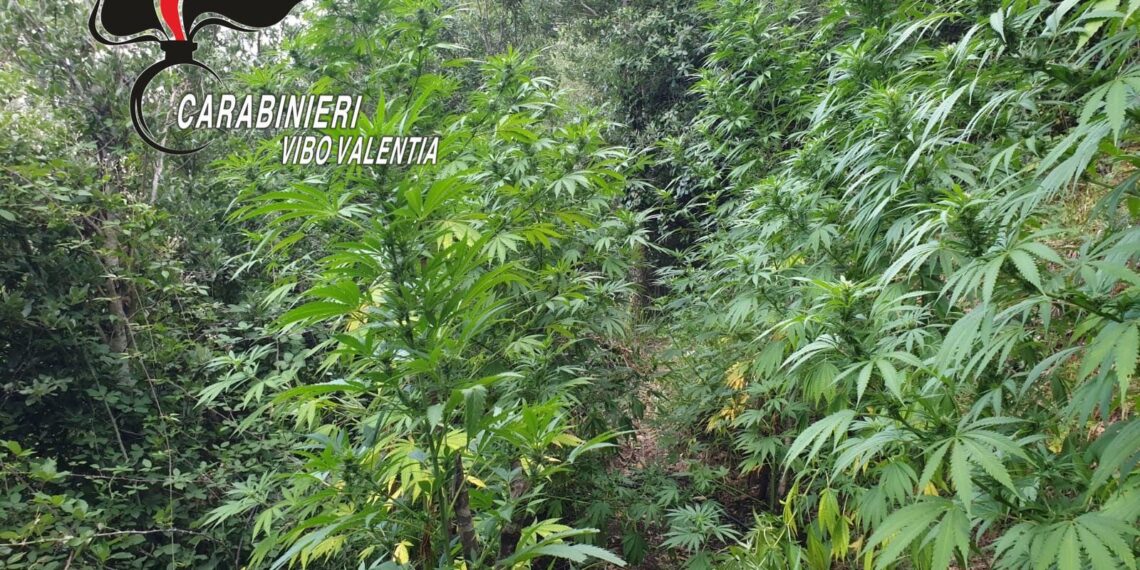 Piantagione di canapa indiana scoperta a Fabrizia,150 piante sequestrate dai carabinieri 1 Piantagione di canapa indiana scoperta a Fabrizia,150 piante sequestrate dai carabinieri